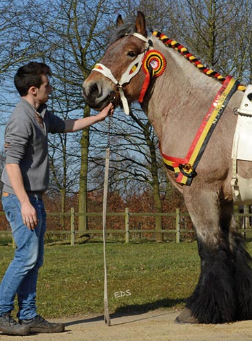 Dutch Draft Horse For Sale - Kruissewegje, Heinkenszand